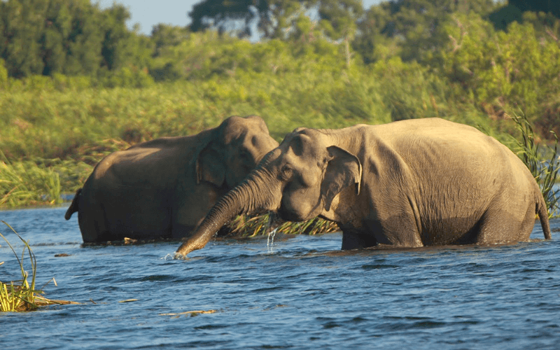 sri lankan elephants in yala