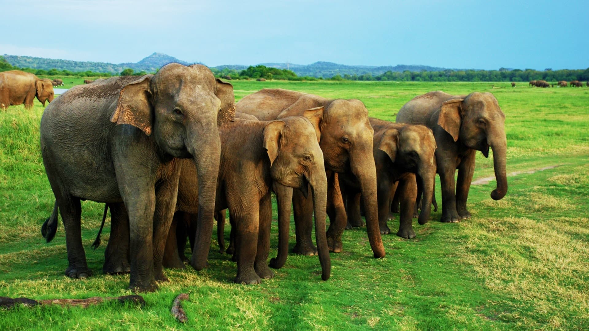 udawalawe’s wide open spaces and thriving elephant population make it one of the best places in the world to see elephants in the wild.