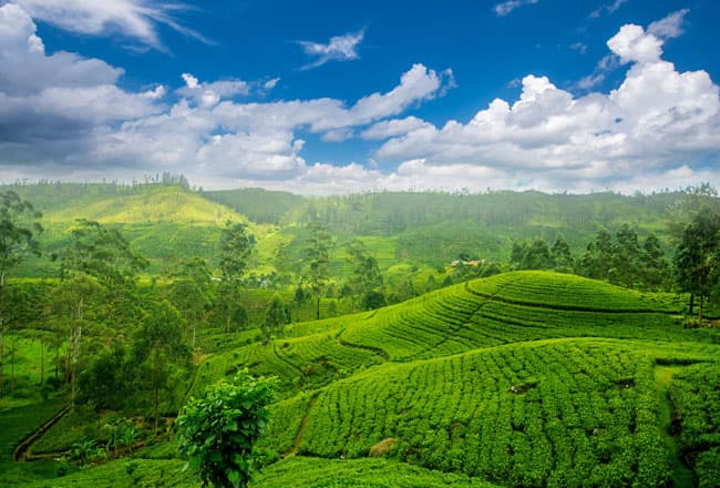 The breathtaking World’s End viewpoint in Horton Plains, a highlight of the Central Highlands, offering adventurers a glimpse of Sri Lanka’s natural beauty.
