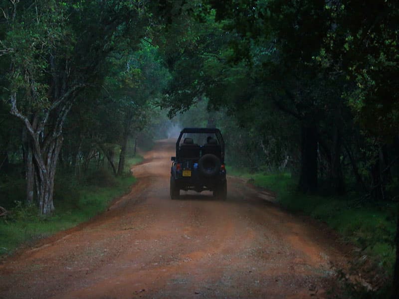 morning view of wilpattu national park