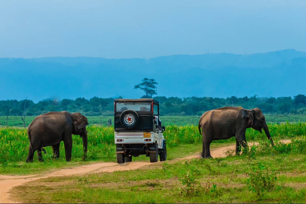 udawala national park elephants crossing the road.