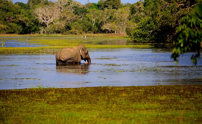 The serene beauty of wilpattu’s villus offers a tranquil backdrop for spotting wildlife.