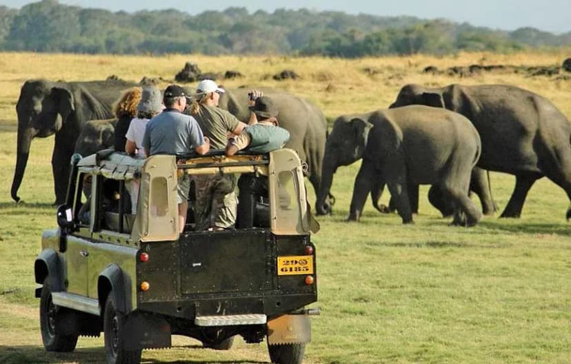 Yala National Park image 3