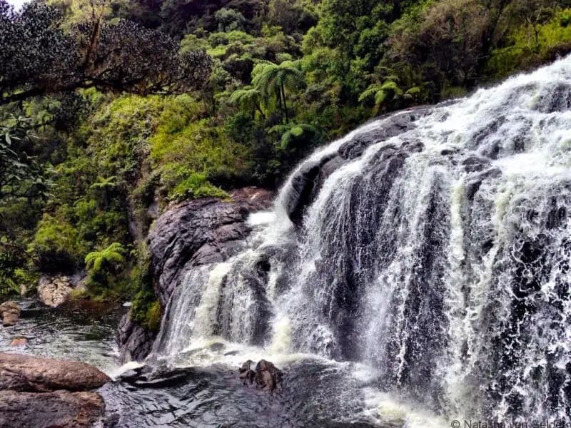 Horton Plains & World's End image 4